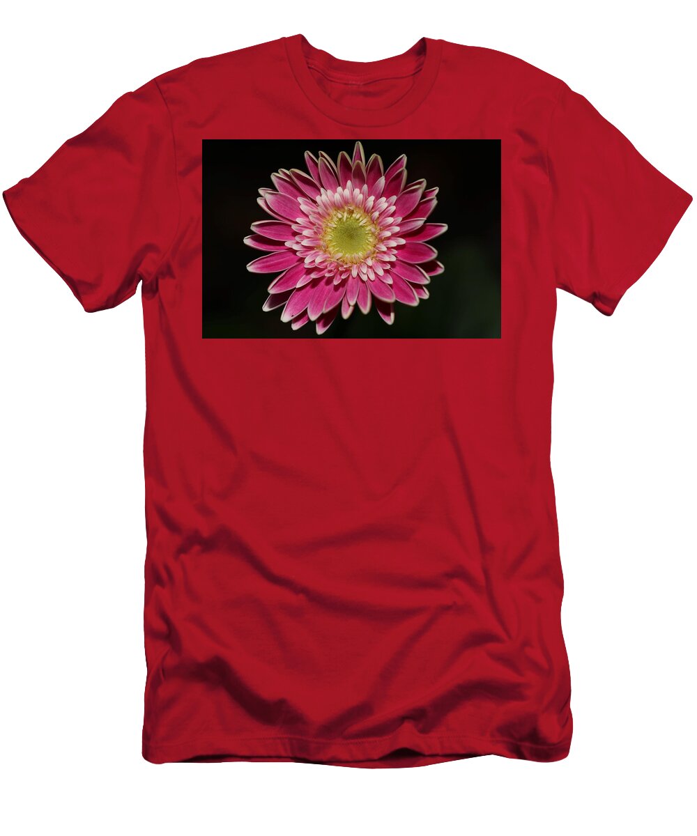 Daisy T-Shirt featuring the photograph Pink Daisy by Mingming Jiang