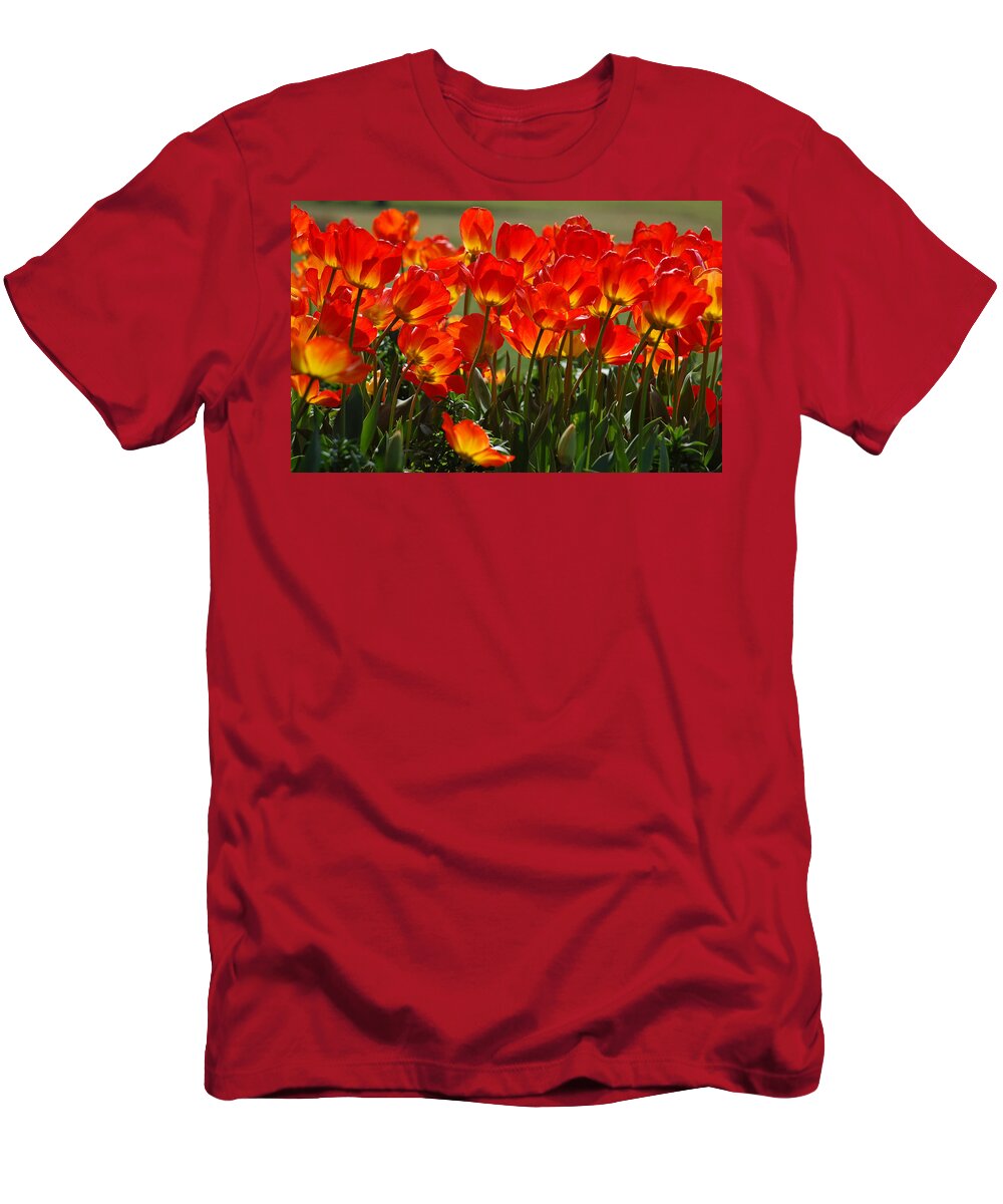Orange Tulip T-Shirt featuring the photograph Sun-Drenched Tulips by Suzanne Gaff