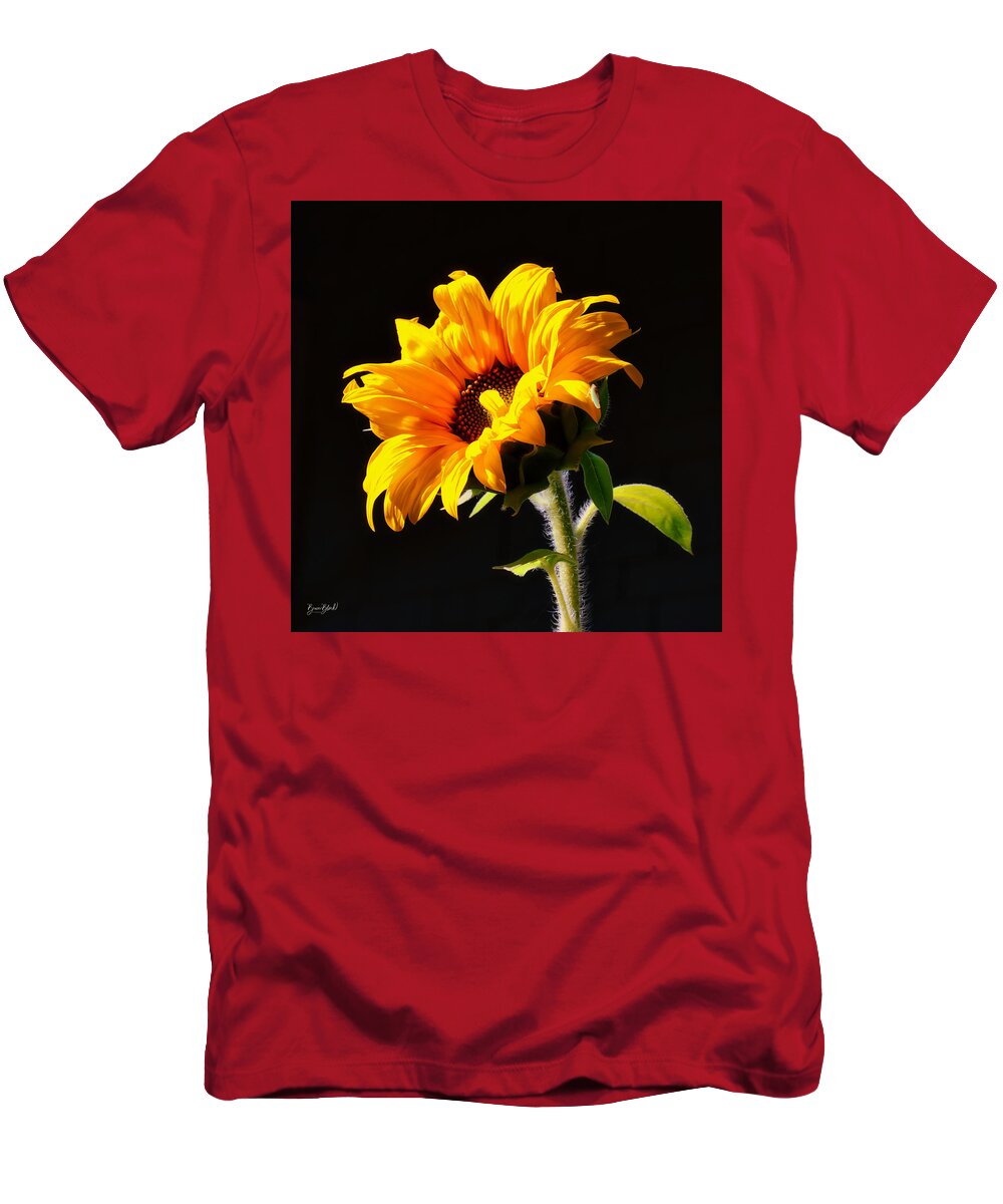 Sunflower T-Shirt featuring the photograph Sunflower isloated on black by Bruce Block