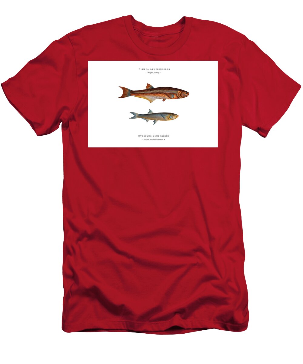 Illustration T-Shirt featuring the digital art Vintage Fish Illustration - Wingfin Anchovy, Reddiah Razorbelly Minnow by Studio Grafiikka
