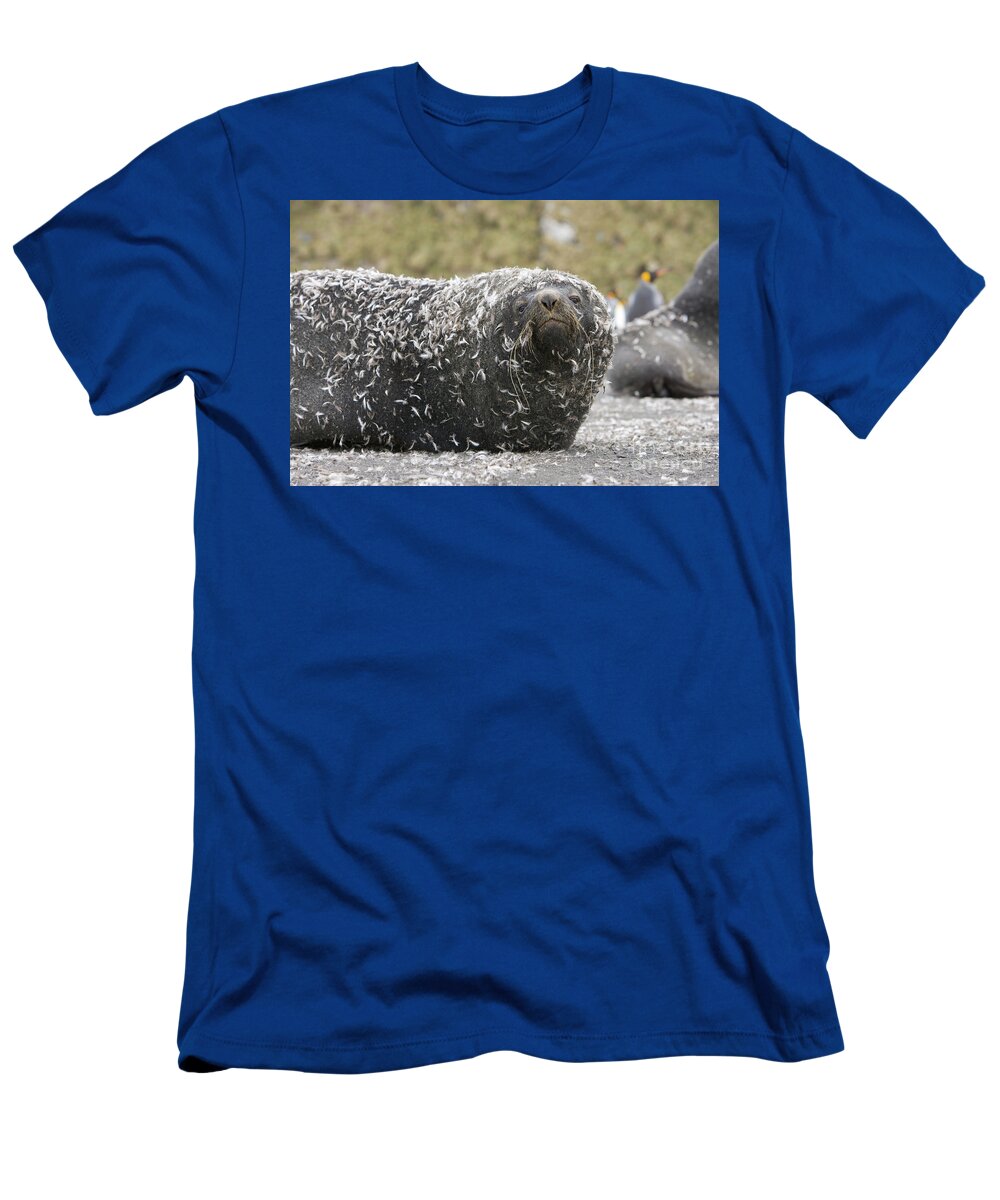00345983 T-Shirt featuring the photograph Antarctic Fur Seal In Penguin Feathers by Yva Momatiuk and John Eastcott