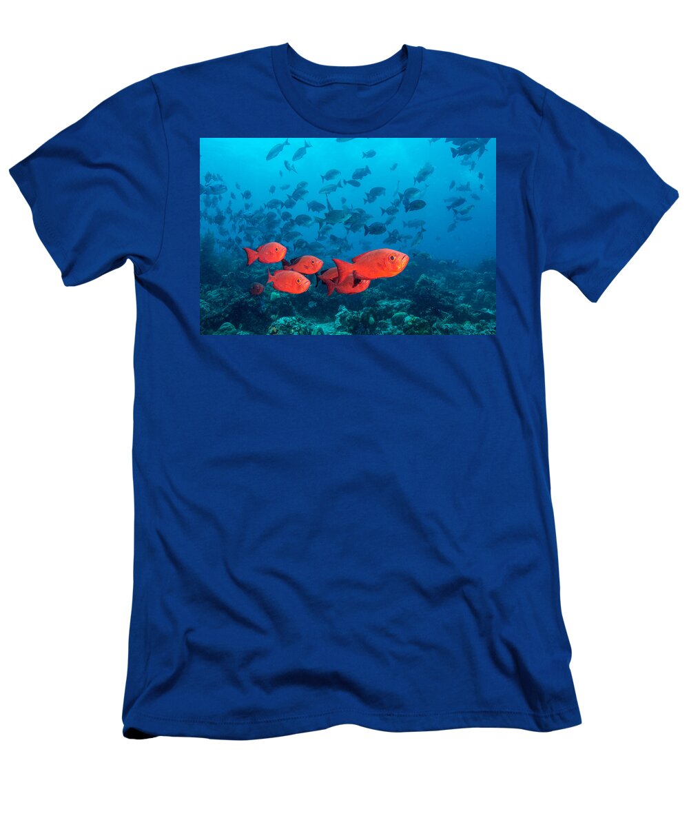 Crescent-tail Bigeye T-Shirt featuring the photograph Crescent-tail Bigeyes #1 by Andrew J. Martinez