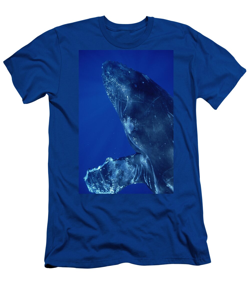 Feb0514 T-Shirt featuring the photograph Humpback Whale Close Up Of Friendly #1 by Flip Nicklin