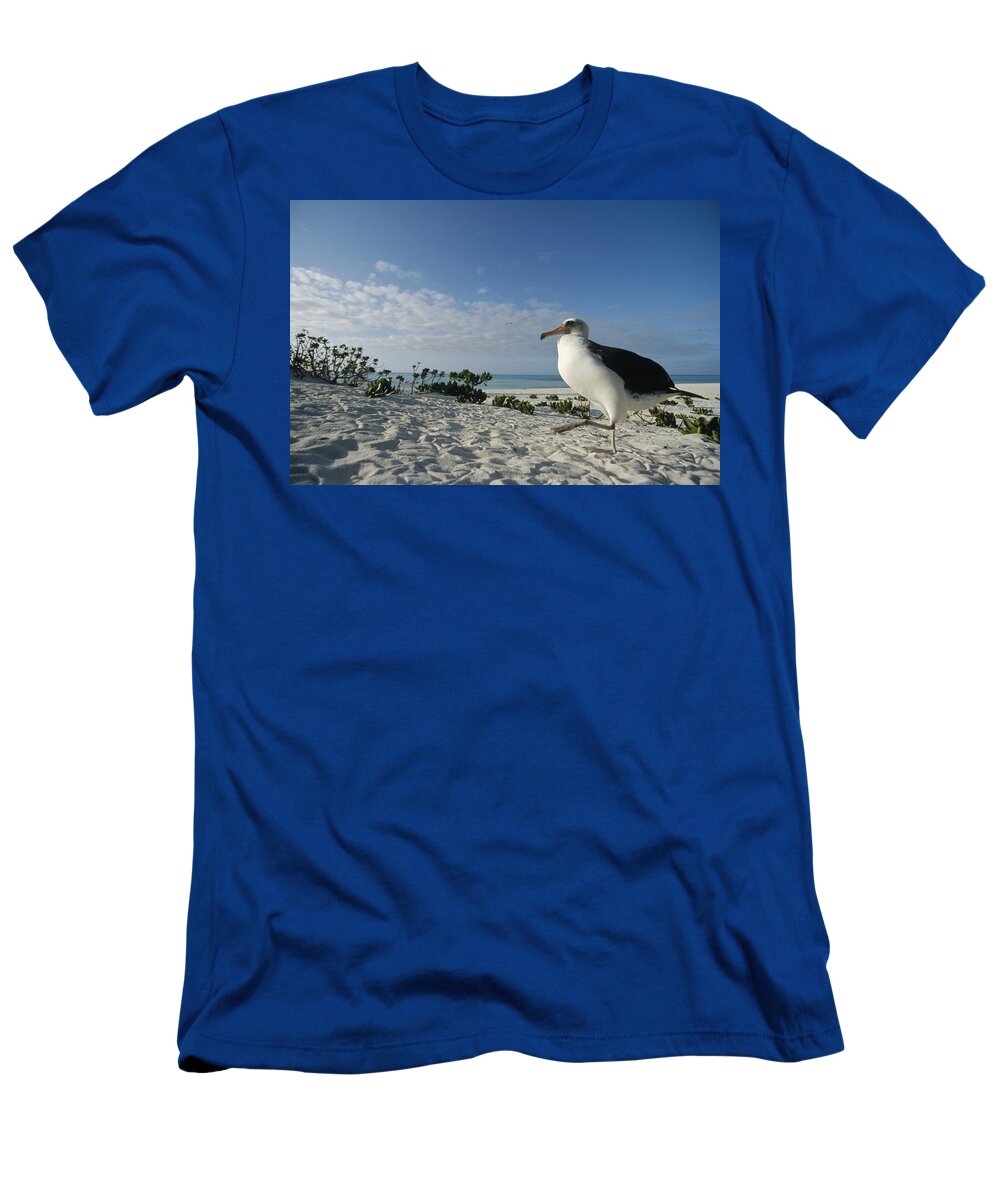 Feb0514 T-Shirt featuring the photograph Laysan Albatross Pair Midway Atoll #1 by Tui De Roy
