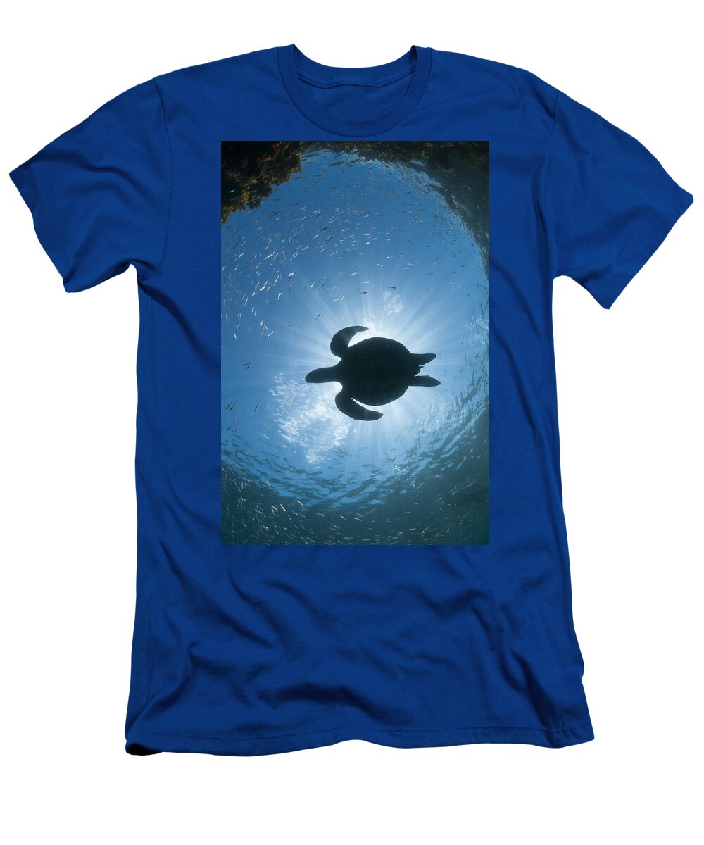 536791 T-Shirt featuring the photograph Green Sea Turtle Galapagos Islands #2 by Tui De Roy
