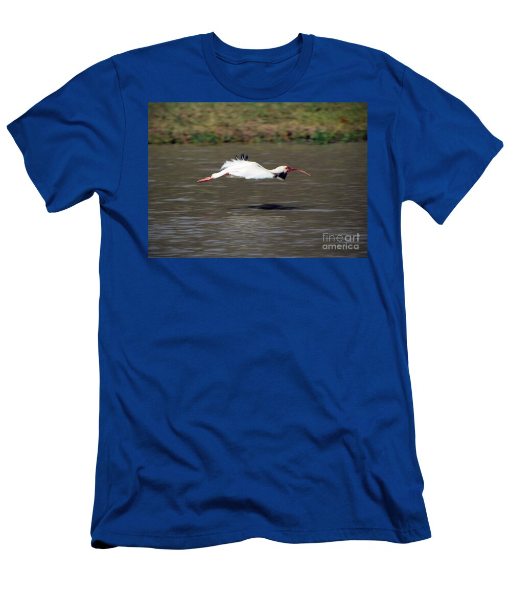 White Ibis In Flight T-Shirt featuring the photograph White Ibis in Flight by Savannah Gibbs