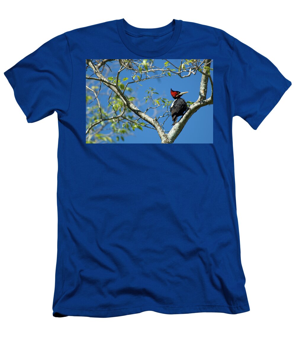 Argentina T-Shirt featuring the photograph A Female Cream-backed Woodpecker by Beth Wald