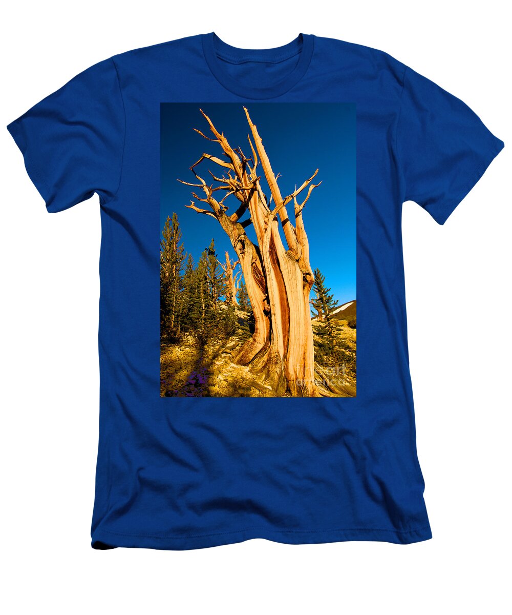 Bristlecone Pine Forest T-Shirt featuring the photograph Ancient Twist by Adam Jewell