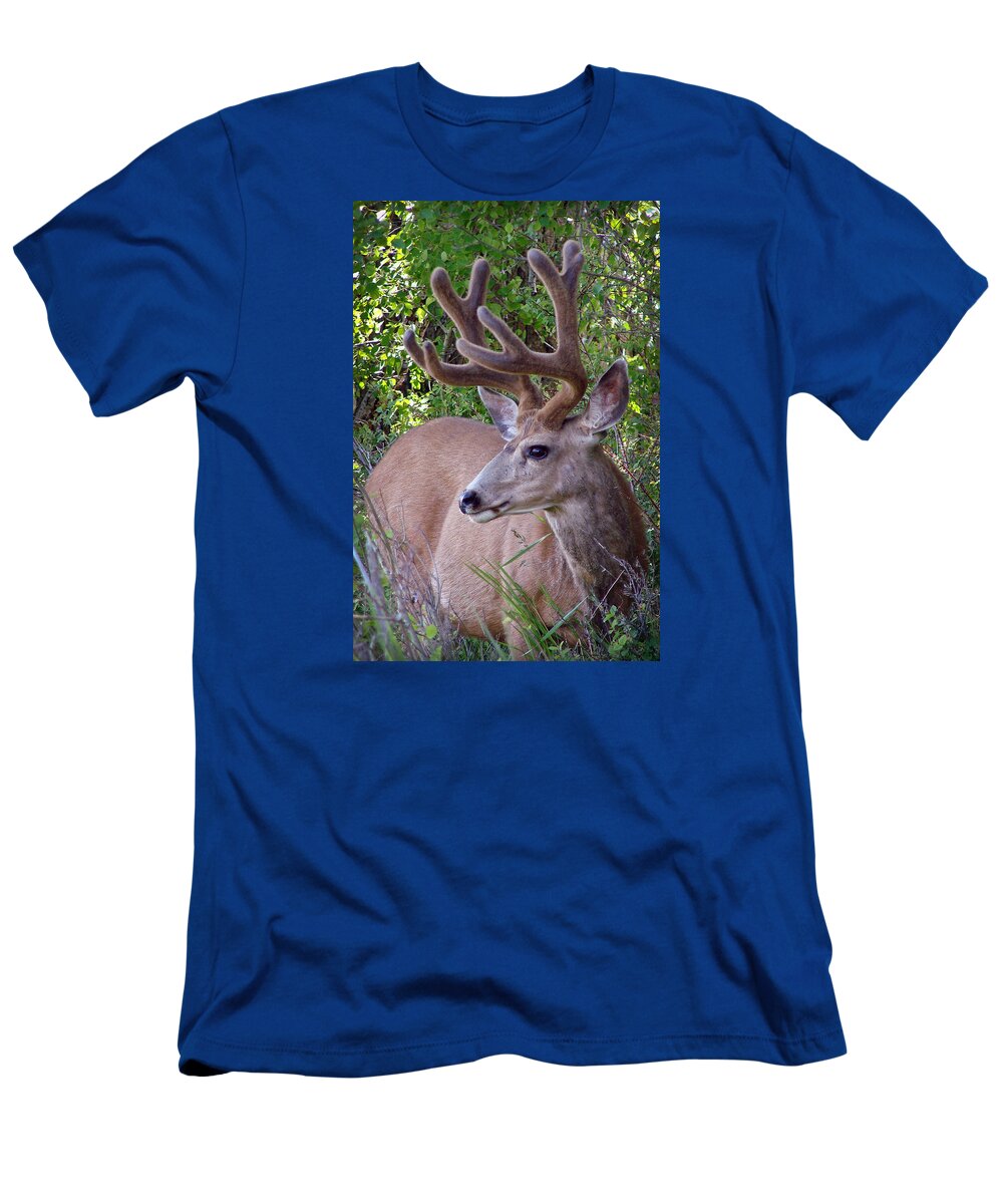 Deer T-Shirt featuring the photograph Buck in the Woods by Athena Mckinzie