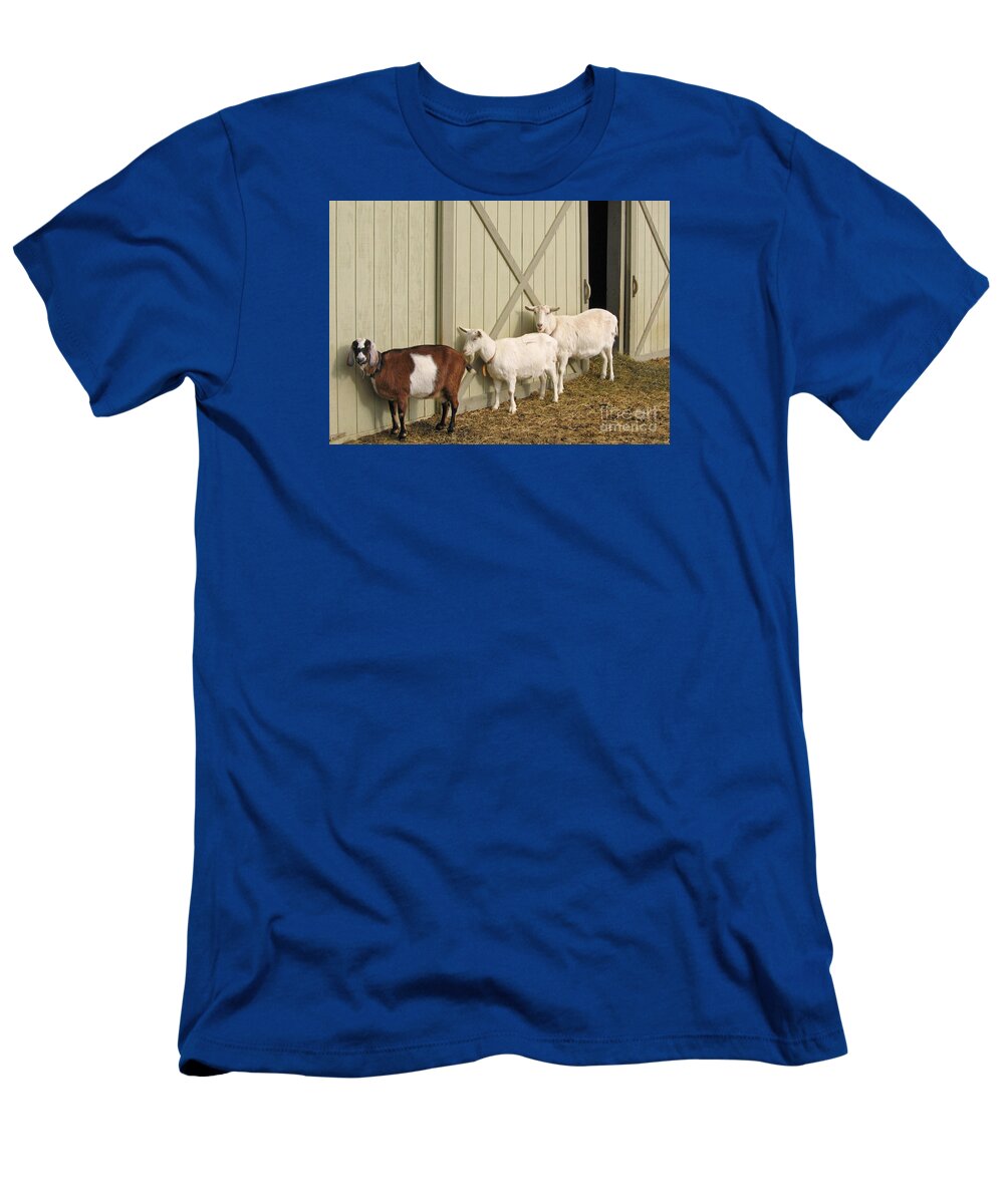 Goats T-Shirt featuring the photograph Follow the Leader by Ann Horn