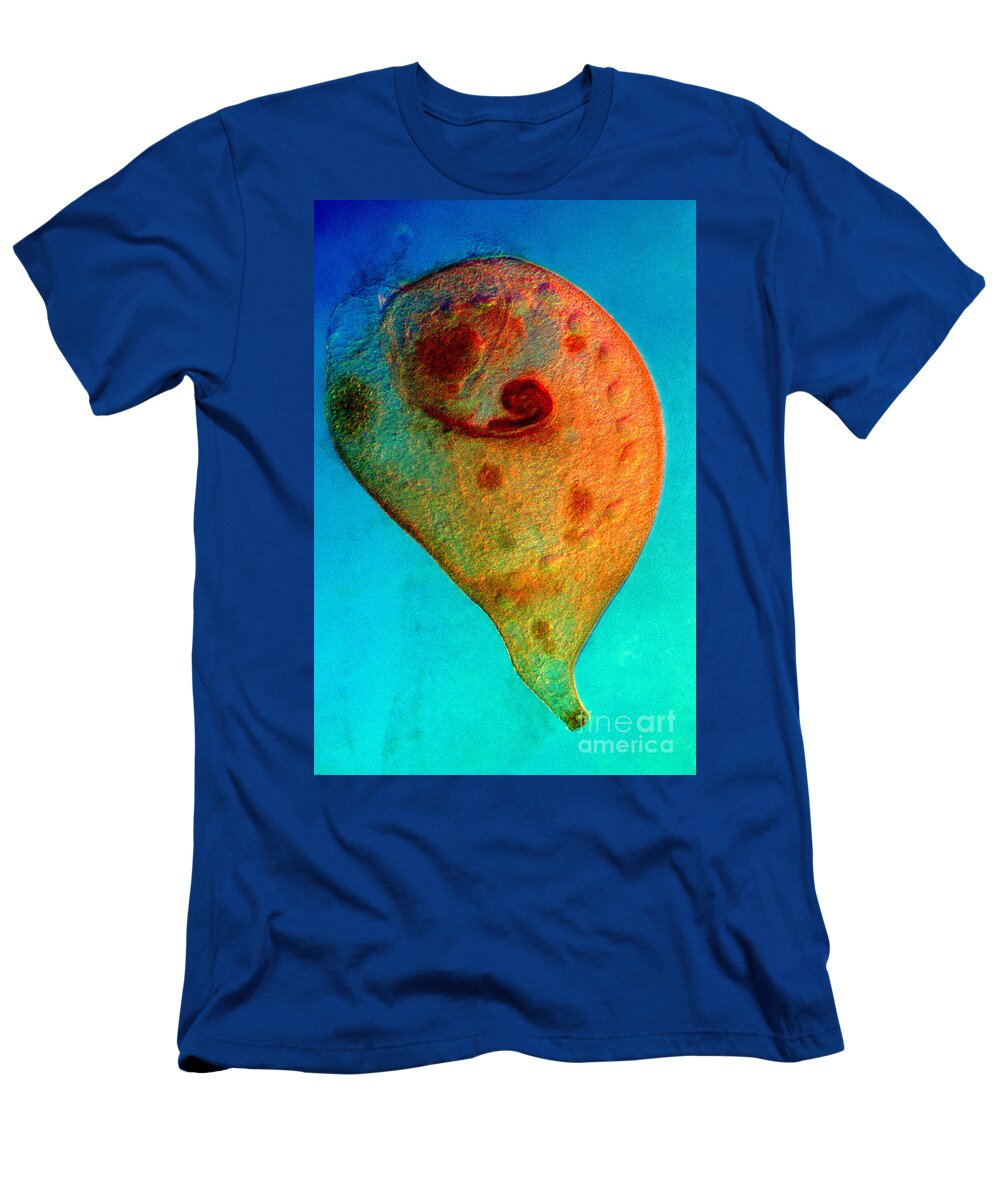 Micrograph T-Shirt featuring the photograph Golden Stentor by Kent Wood