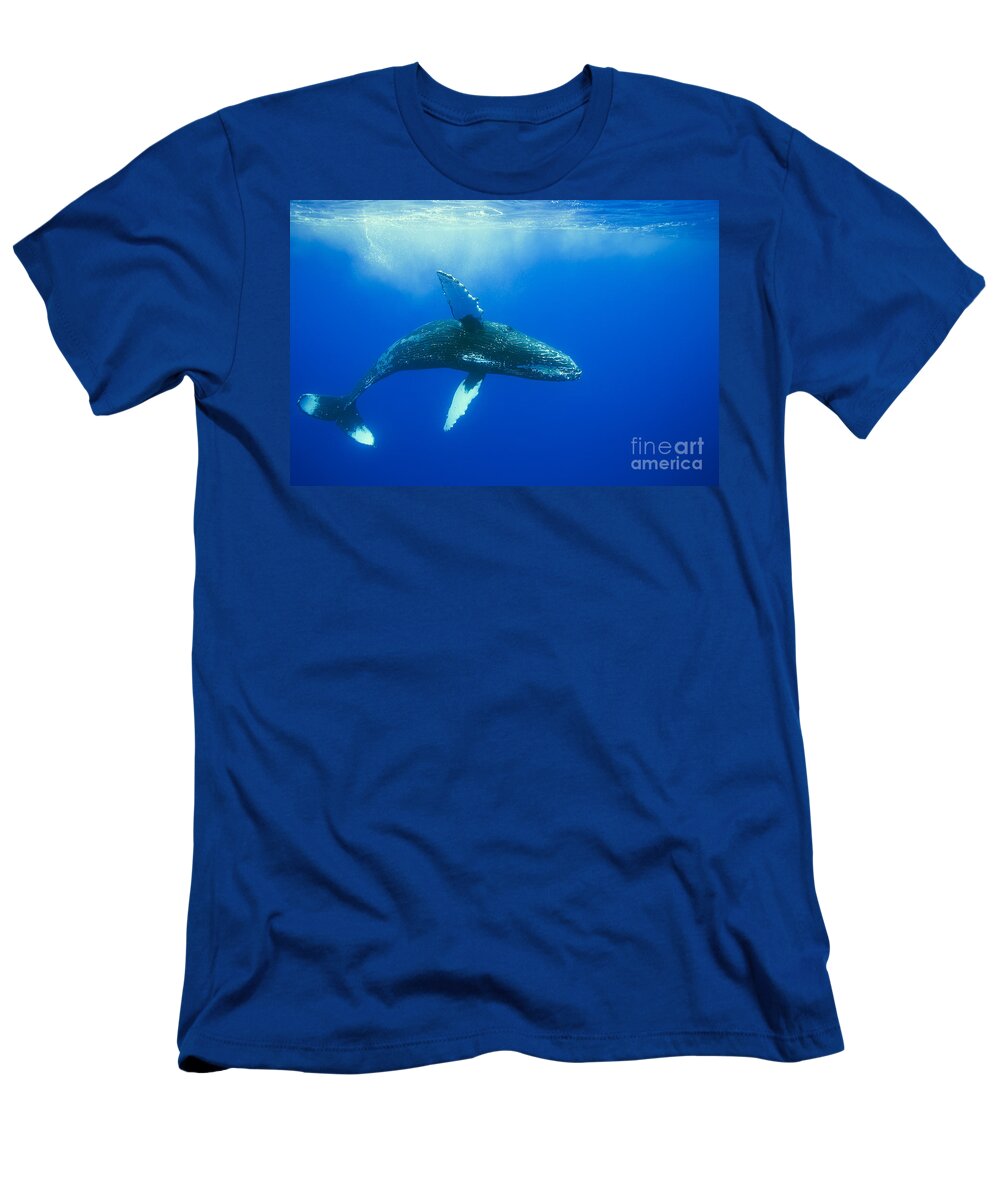Animals In The Wild T-Shirt featuring the photograph Humpback whale _Megaptera novaeangliae__ Hawaii, United States of America by Dave Fleetham