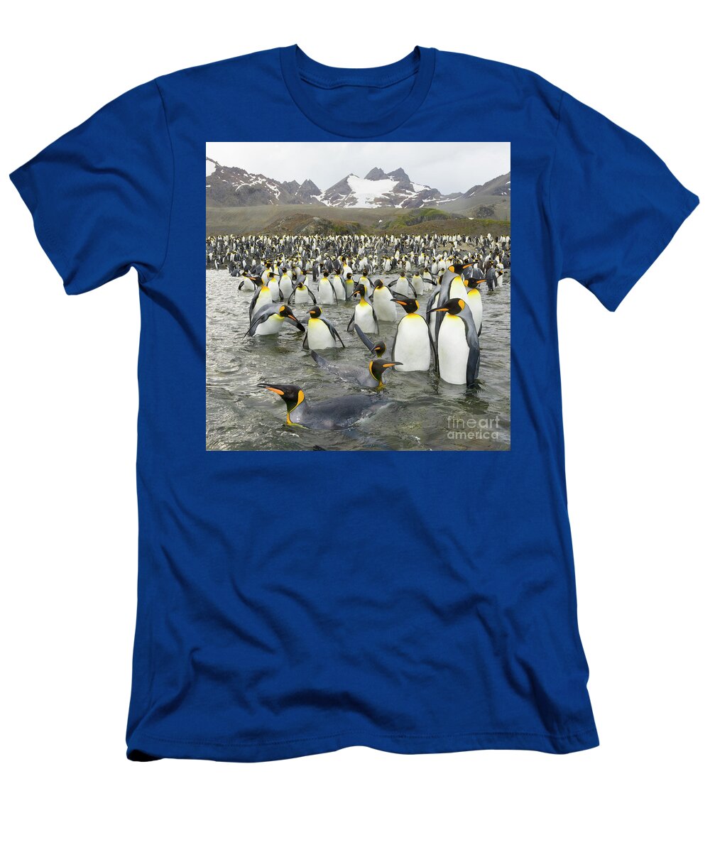 00345361 T-Shirt featuring the photograph King Penguins at Gold Harbour by Yva Momatiuk John Eastcott