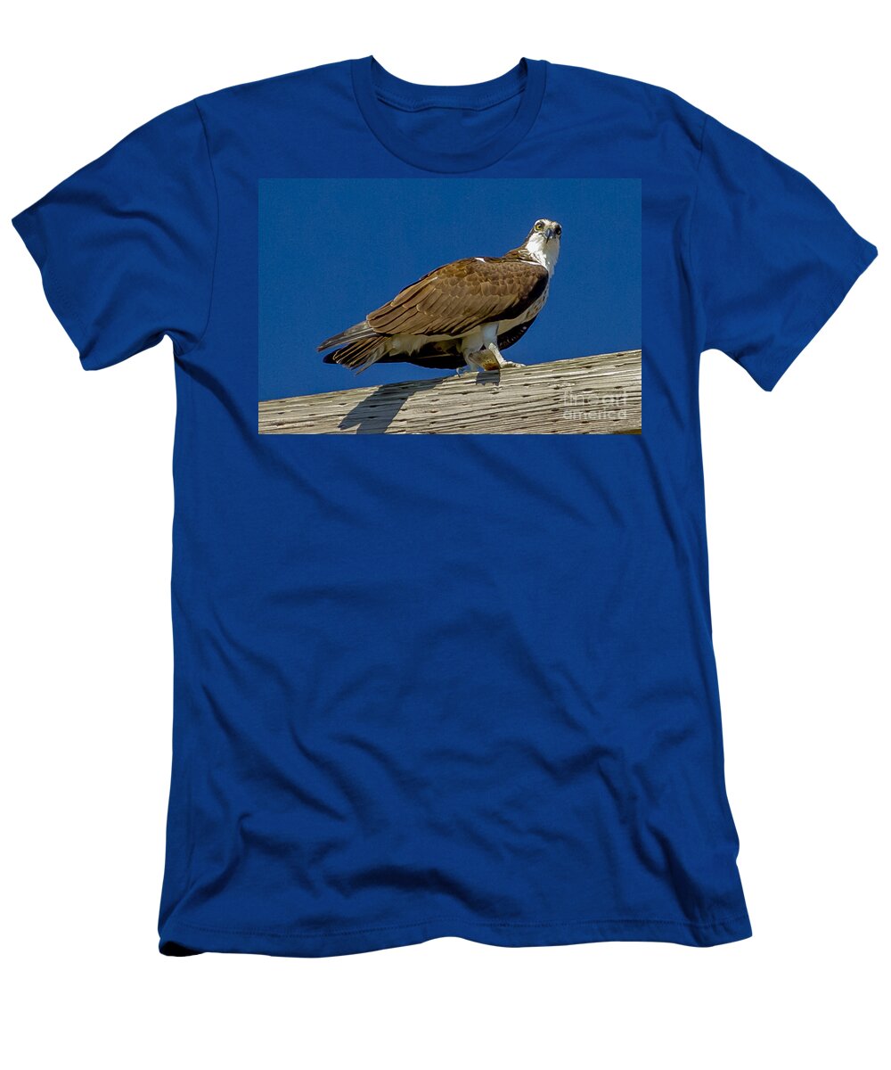Osprey T-Shirt featuring the photograph Osprey with Fish in Talons by Dale Powell