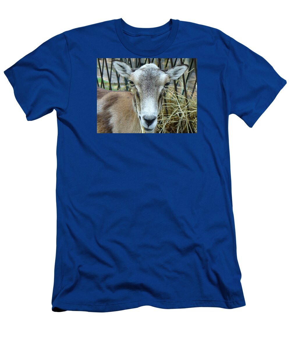Mammal T-Shirt featuring the photograph Portrait of Mouflon Ewe by Lingfai Leung