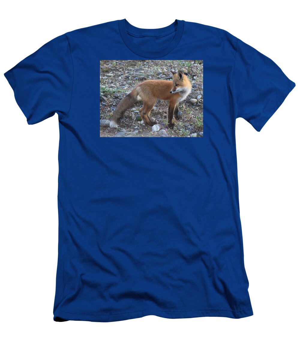 Red Fox T-Shirt featuring the photograph Red fox Kit Looking Back by Lucinda VanVleck