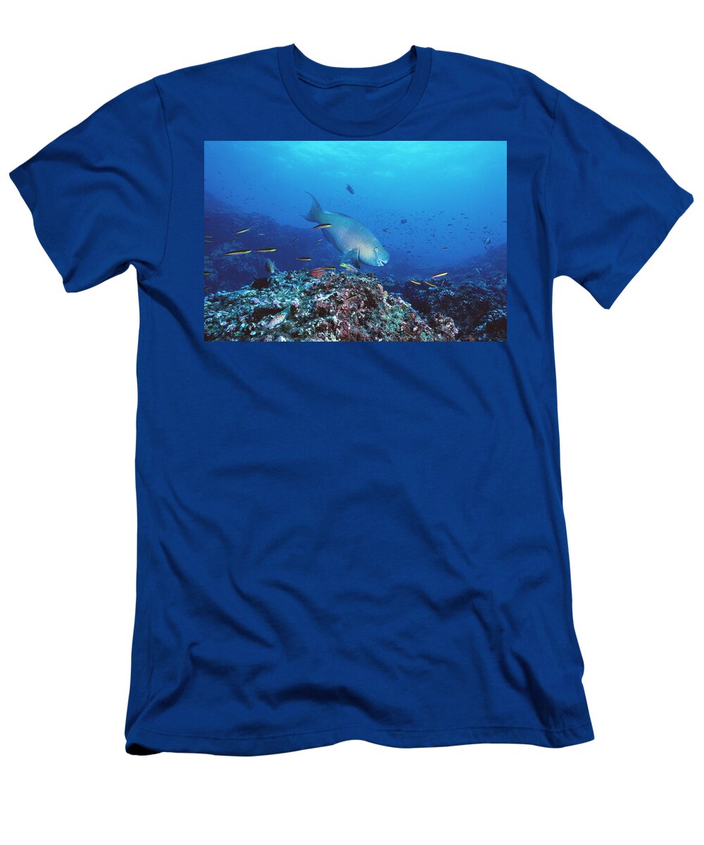 Feb0514 T-Shirt featuring the photograph Redlip Parrotfish And Coral Roca by Tui De Roy