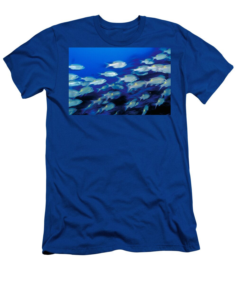 Bream T-Shirt featuring the photograph School Of Sea Bream by F. Stuart Westmorland