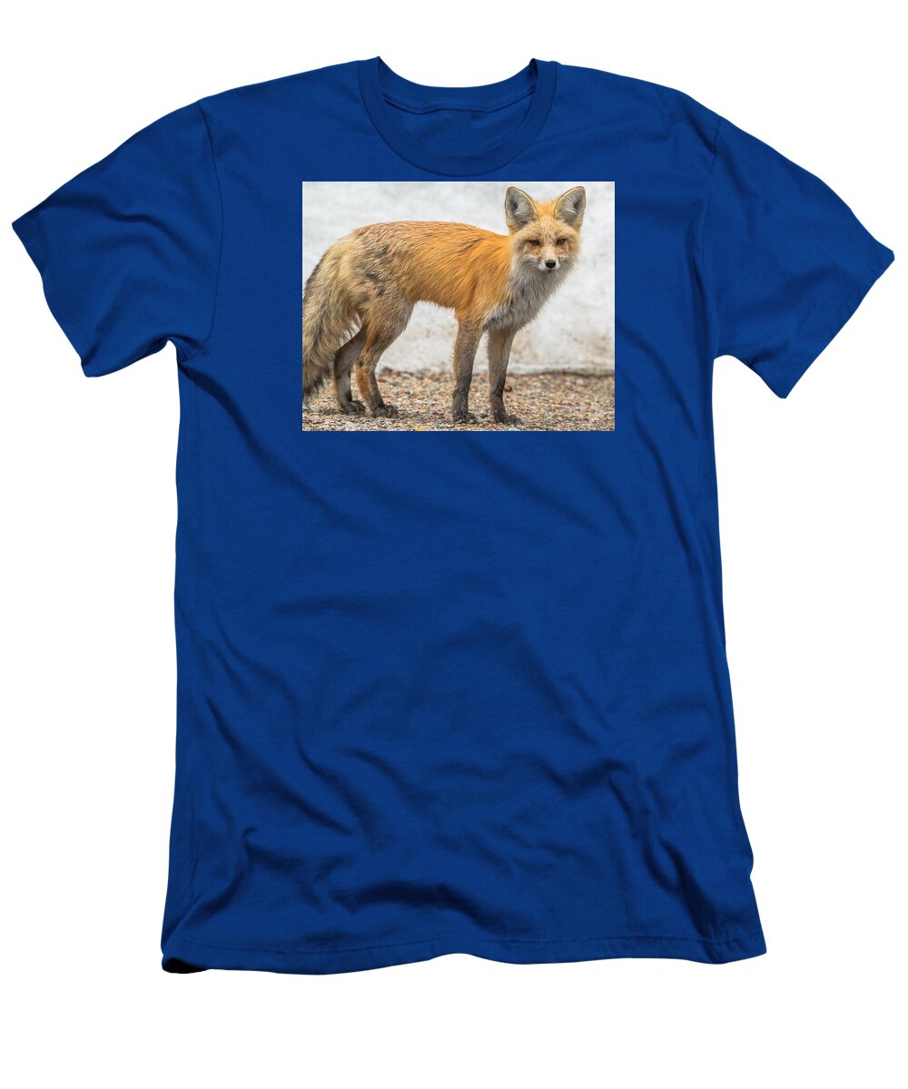 Fox T-Shirt featuring the photograph Smart Like A Fox by Yeates Photography