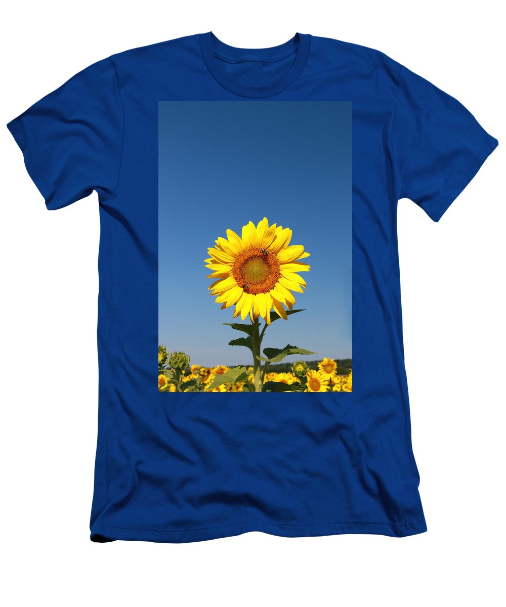 Sussex County Sunflower Maze T-Shirt featuring the photograph Sunflower Nirvana 46 by Allen Beatty