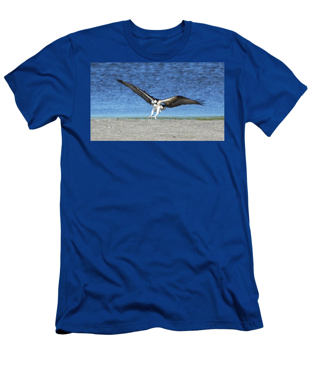 Wildlife T-Shirt featuring the photograph Swooping Osprey by Kenneth Albin