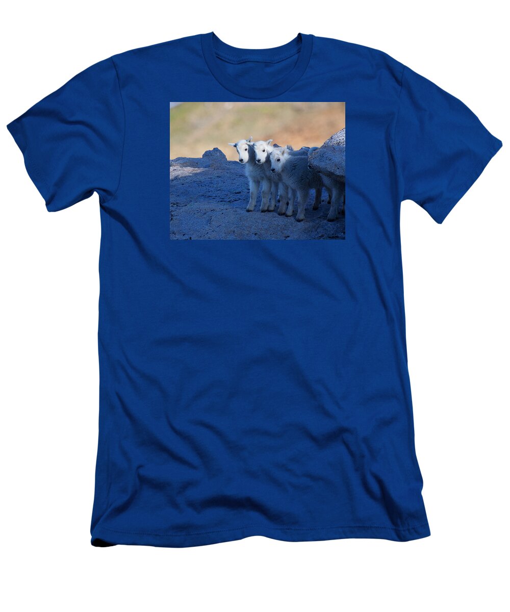 Mountain Goats; Posing; Group Photo; Baby Goat; Nature; Colorado; Crowd; Baby Goat; Mountain Goat Baby; Happy; Joy; Nature; Brothers T-Shirt featuring the photograph Three and One More by Jim Garrison