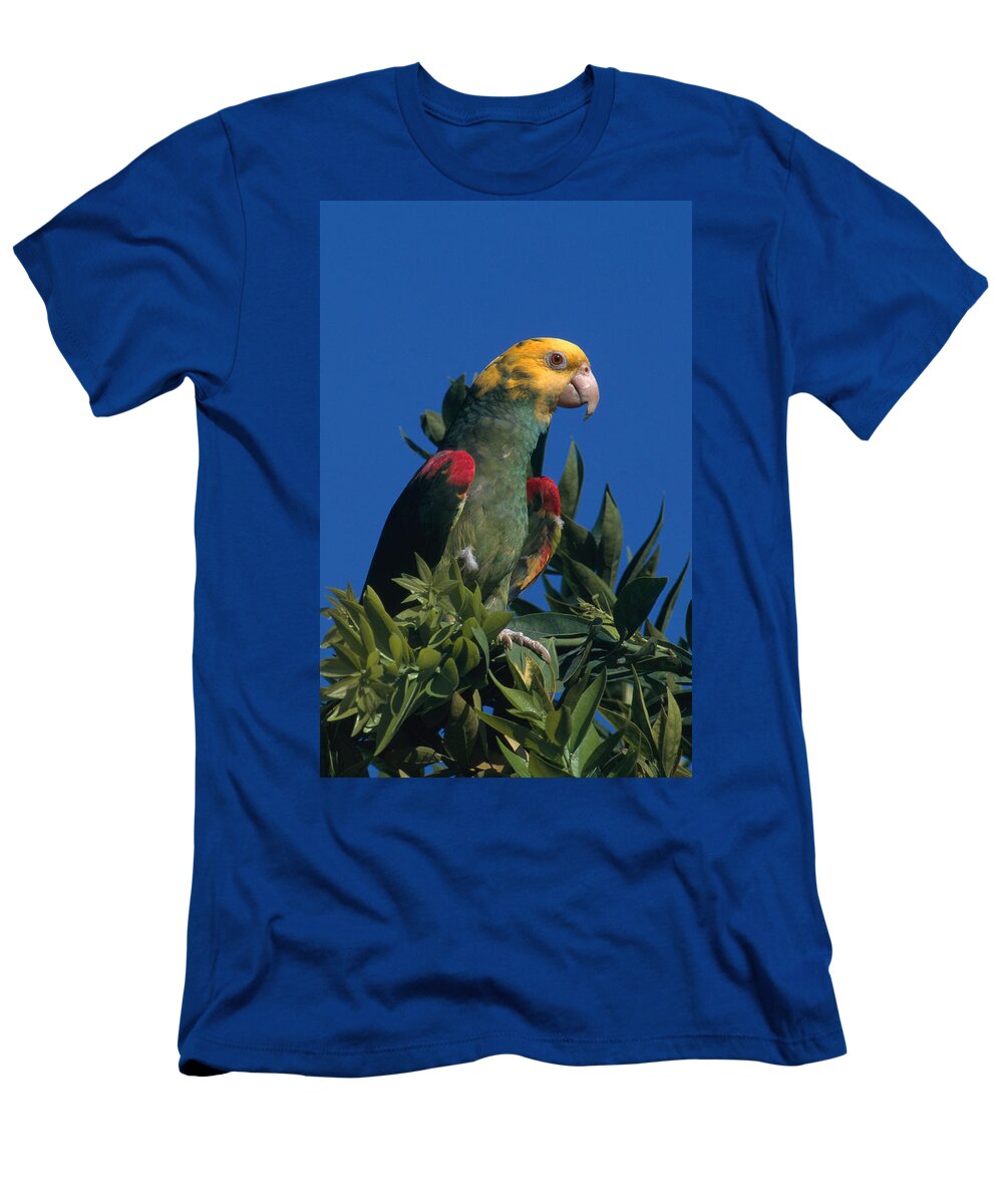 Amazon Parrot T-Shirt featuring the photograph Yellow-headed Amazon Parrot by Gerald C. Kelley