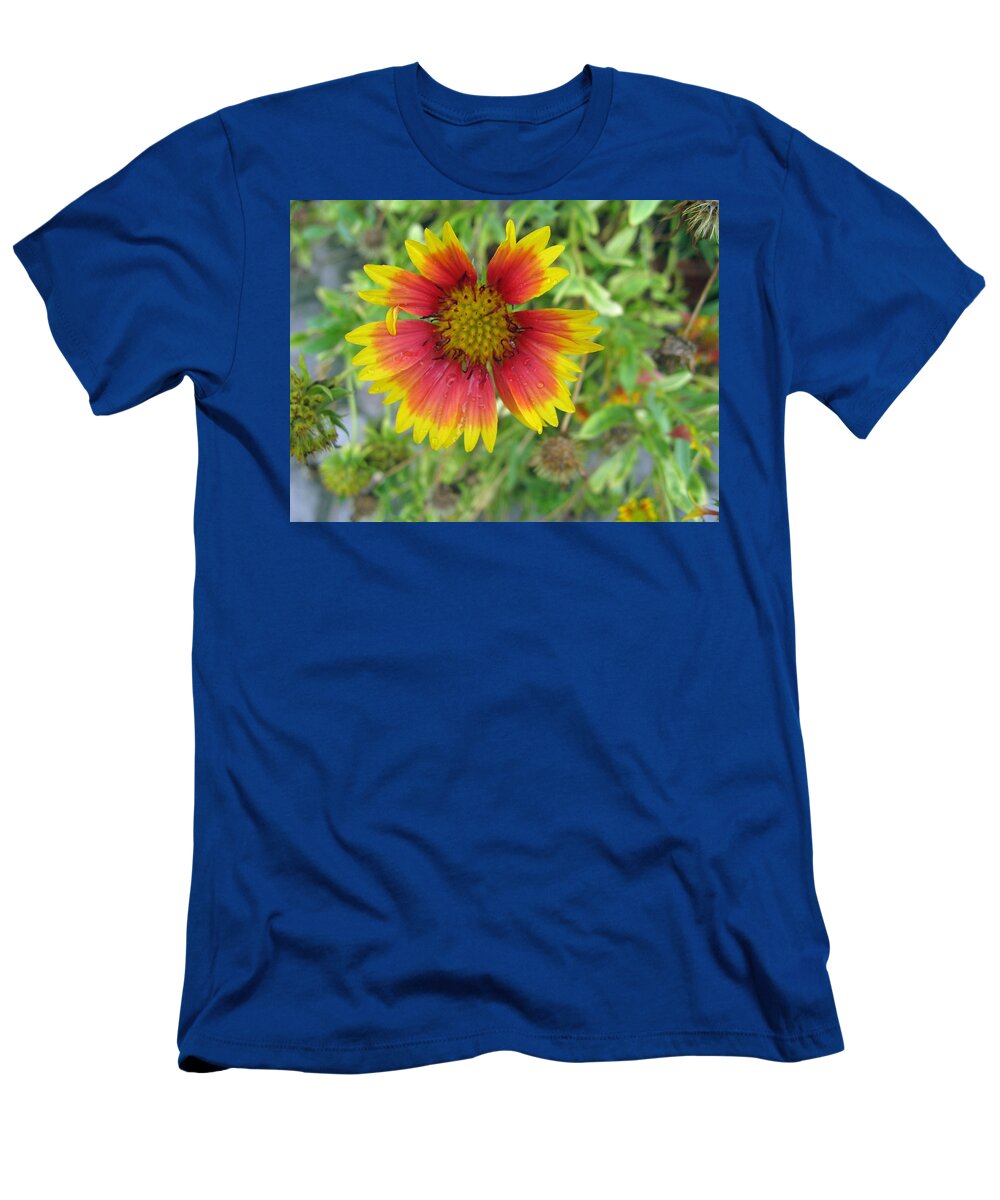 Flower T-Shirt featuring the photograph A beautiful Blanket Flower by Ashish Agarwal