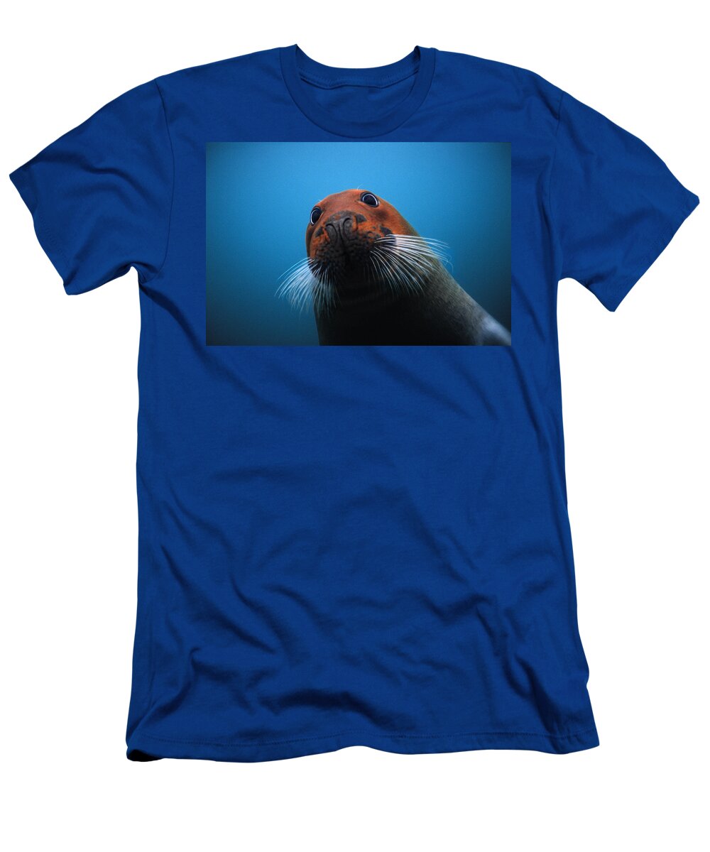00123496 T-Shirt featuring the photograph Bearded Seal With Head Stained Red by Flip Nicklin