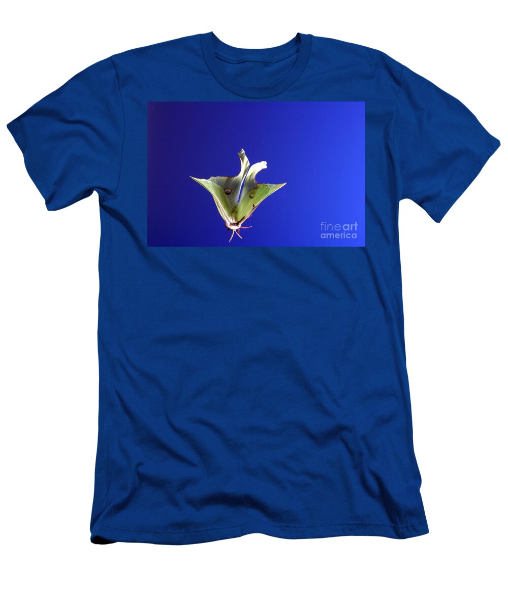 Animal. Fauna T-Shirt featuring the photograph Luna Moth In Flight by Ted Kinsman