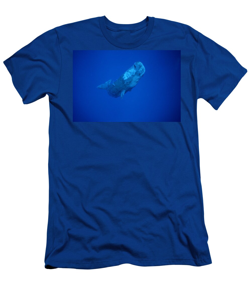 00113844 T-Shirt featuring the photograph Sperm Whale Juvenile Dominica by Flip Nicklin