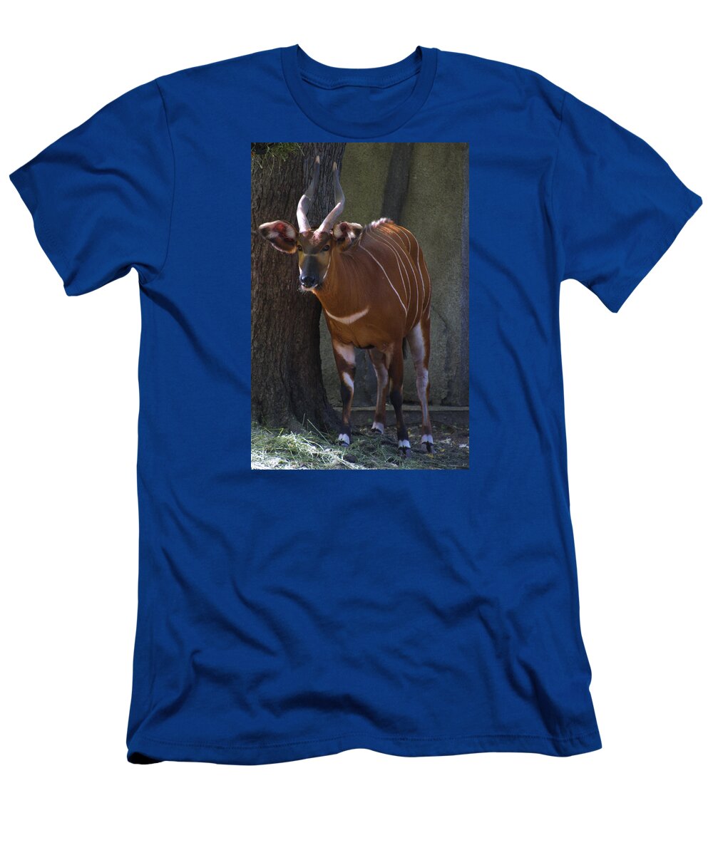  T-Shirt featuring the photograph Zoo Scapes #17 by Jean Wolfrum