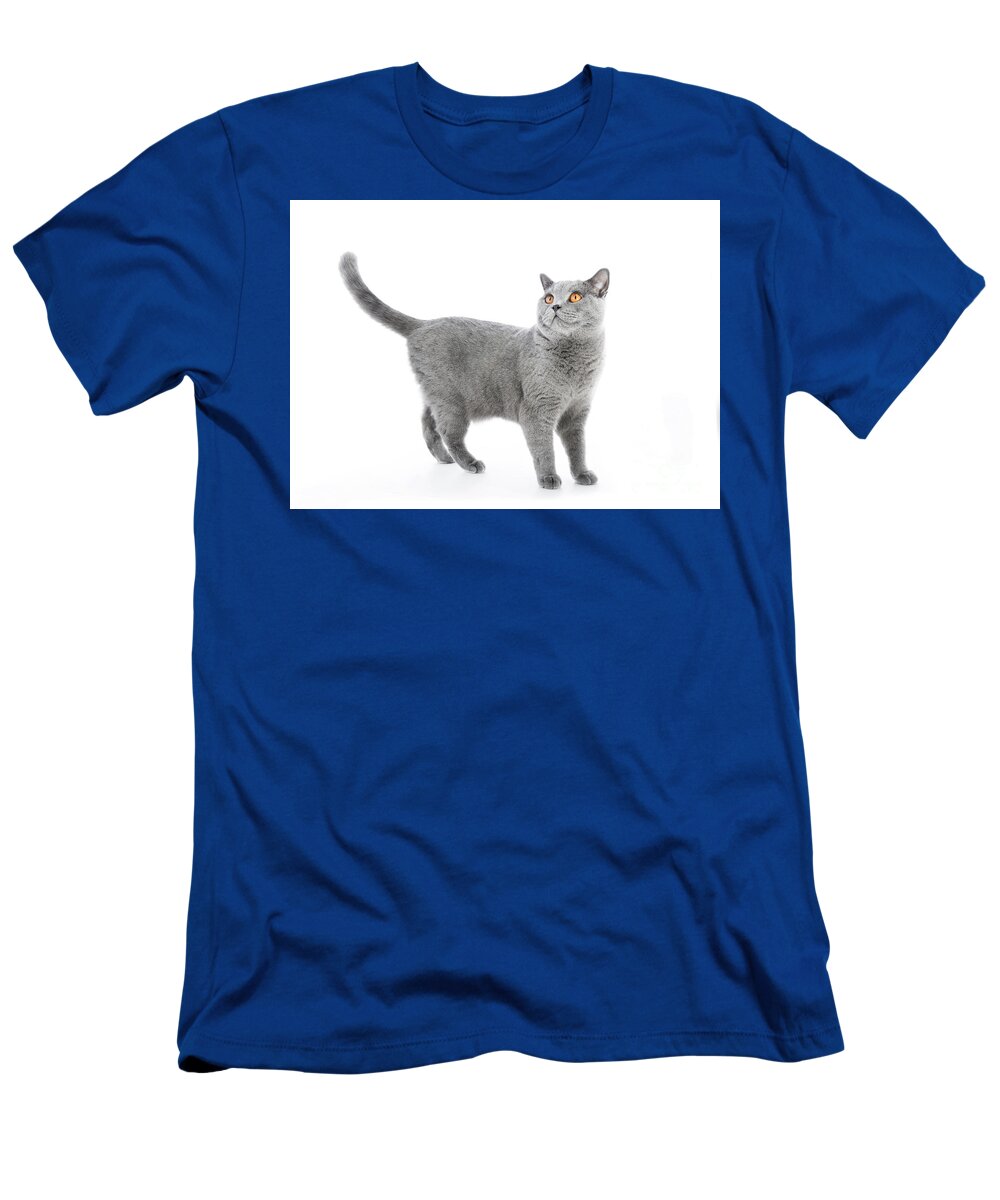 Cat T-Shirt featuring the photograph British Shorthair cat isolated on white. Standing #2 by Michal Bednarek