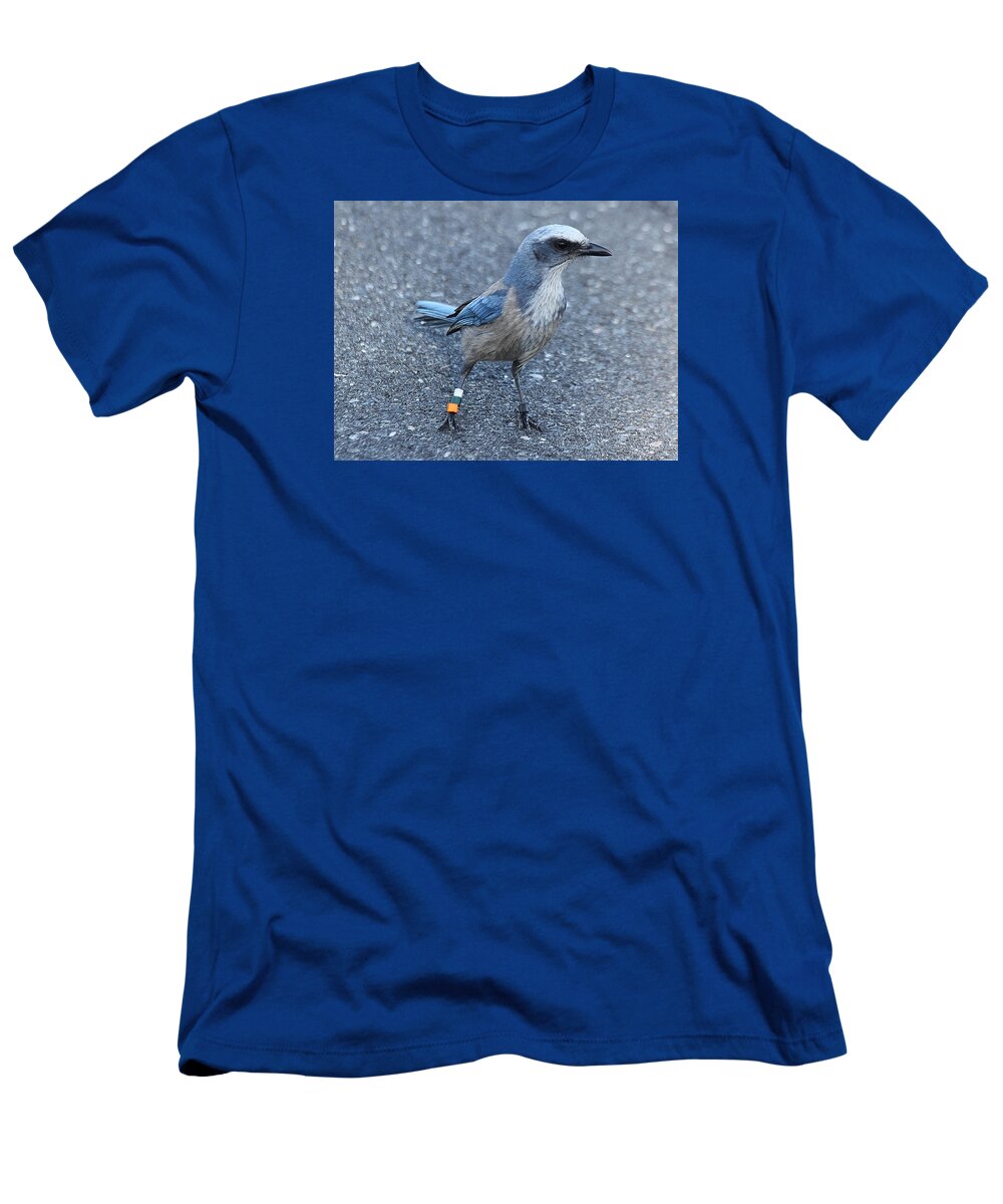 Jay T-Shirt featuring the photograph Florida Scrub Jay #3 by Dart Humeston