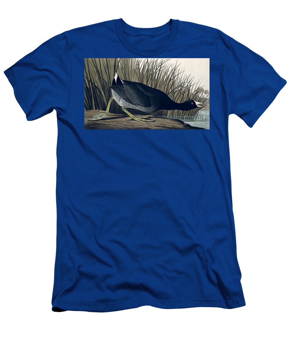 American Coot T-Shirt featuring the painting American Coot by John James Audubon