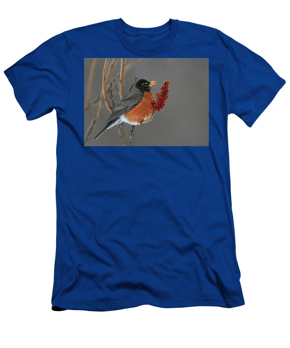 Robin T-Shirt featuring the photograph American Robin On Sumac by Bruce J Robinson