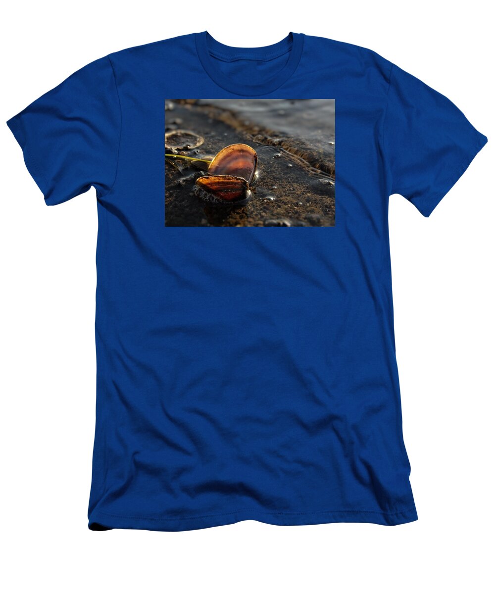 Shell T-Shirt featuring the photograph Backlit Shell by Shoeless Wonder