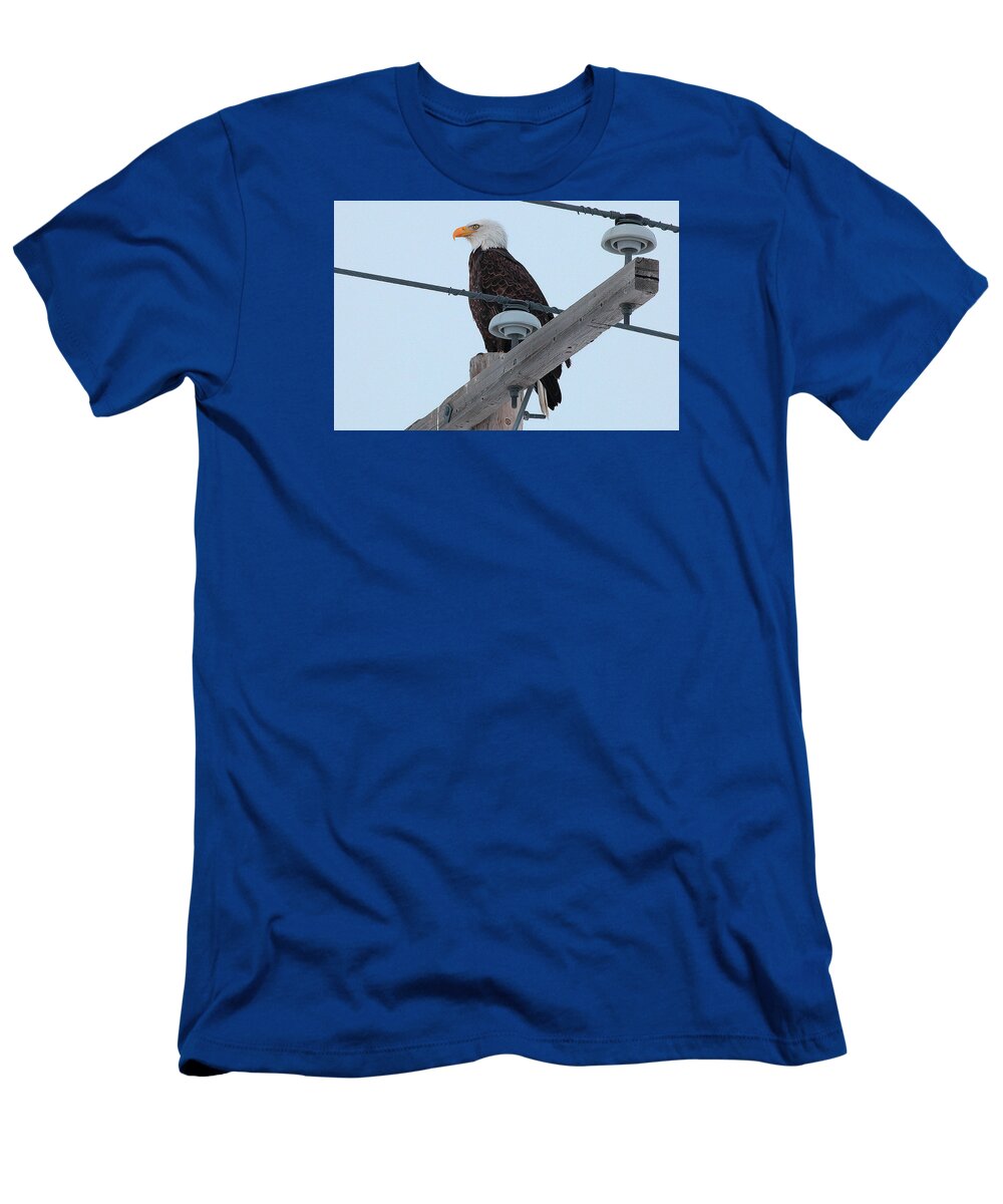  T-Shirt featuring the photograph Bald Eagle by Darcy Dietrich