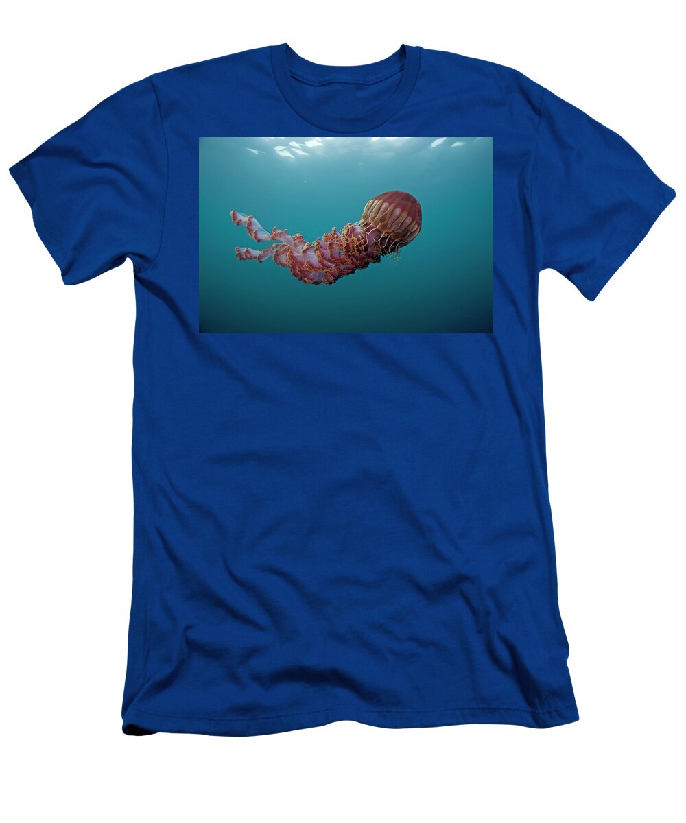 Mp T-Shirt featuring the photograph Black Sea Nettle Chrysaora Achlyos by Richard Herrmann