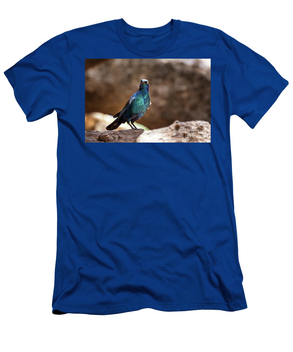 Starling T-Shirt featuring the photograph Cape glossy starling by Jane Rix
