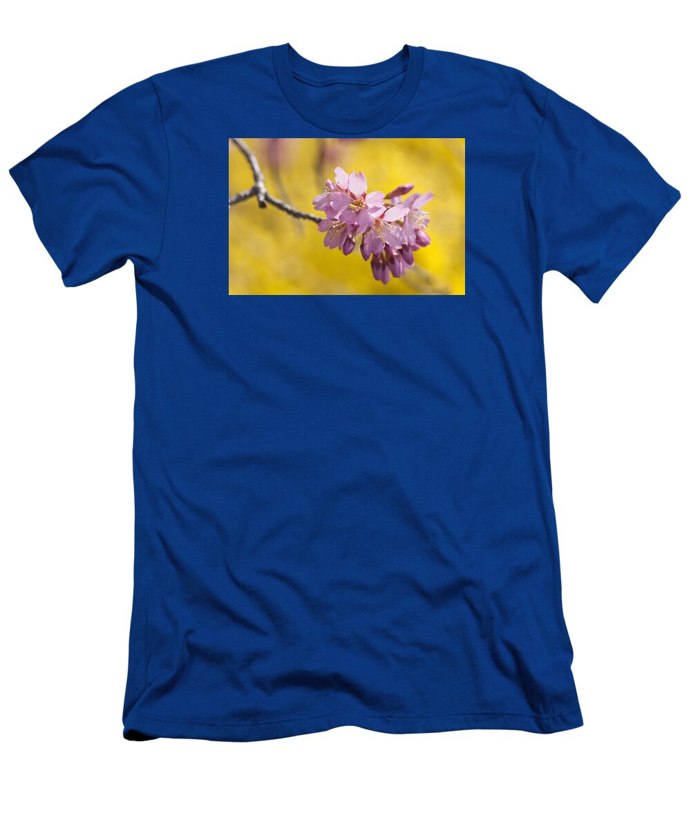 Cherry Tree T-Shirt featuring the photograph Cherry Blossoms Against Yellow by Denise Bush