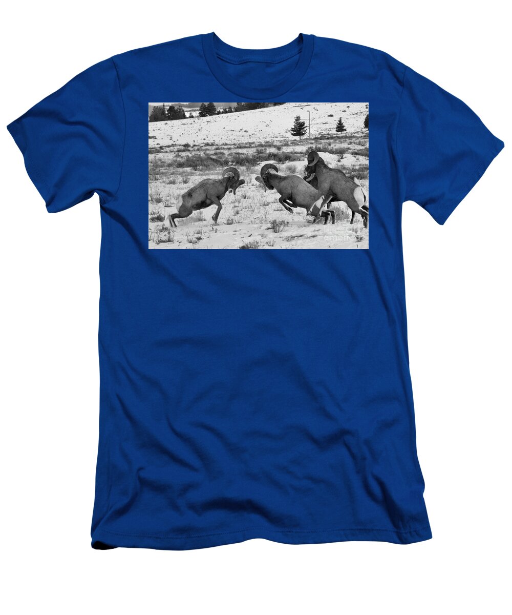Bighorn Sheep T-Shirt featuring the photograph Clash Of The Bighorn Bruisers by Adam Jewell