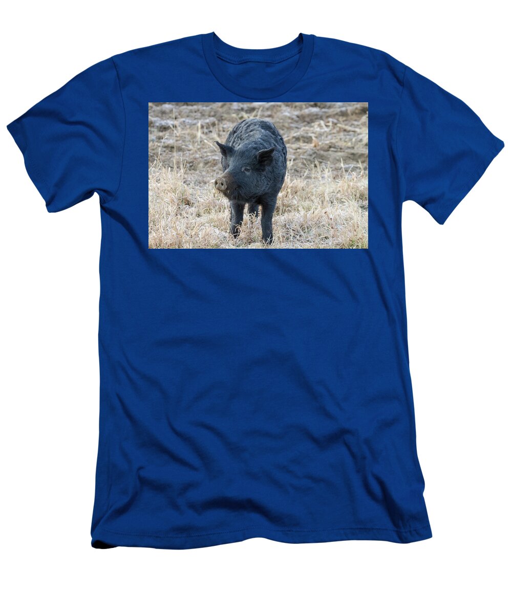 Pig T-Shirt featuring the photograph Cute Black Pig by James BO Insogna