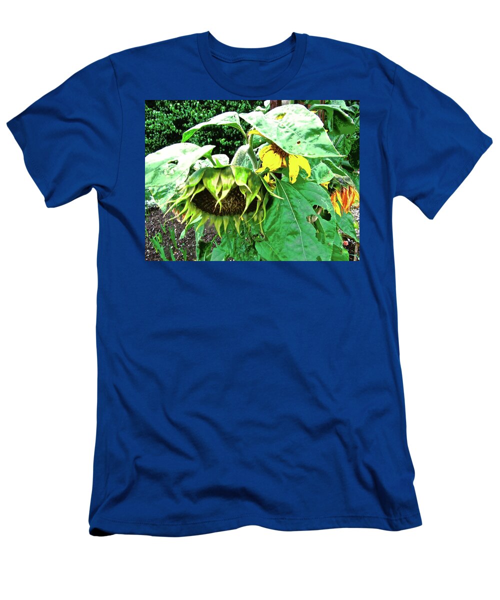 Sunflowers T-Shirt featuring the photograph Drooping Sunflowers by Stephanie Moore