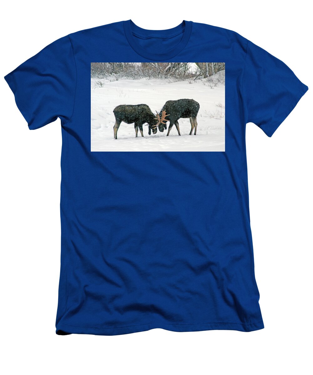 Duel T-Shirt featuring the photograph Dueling Moose by Ted Keller