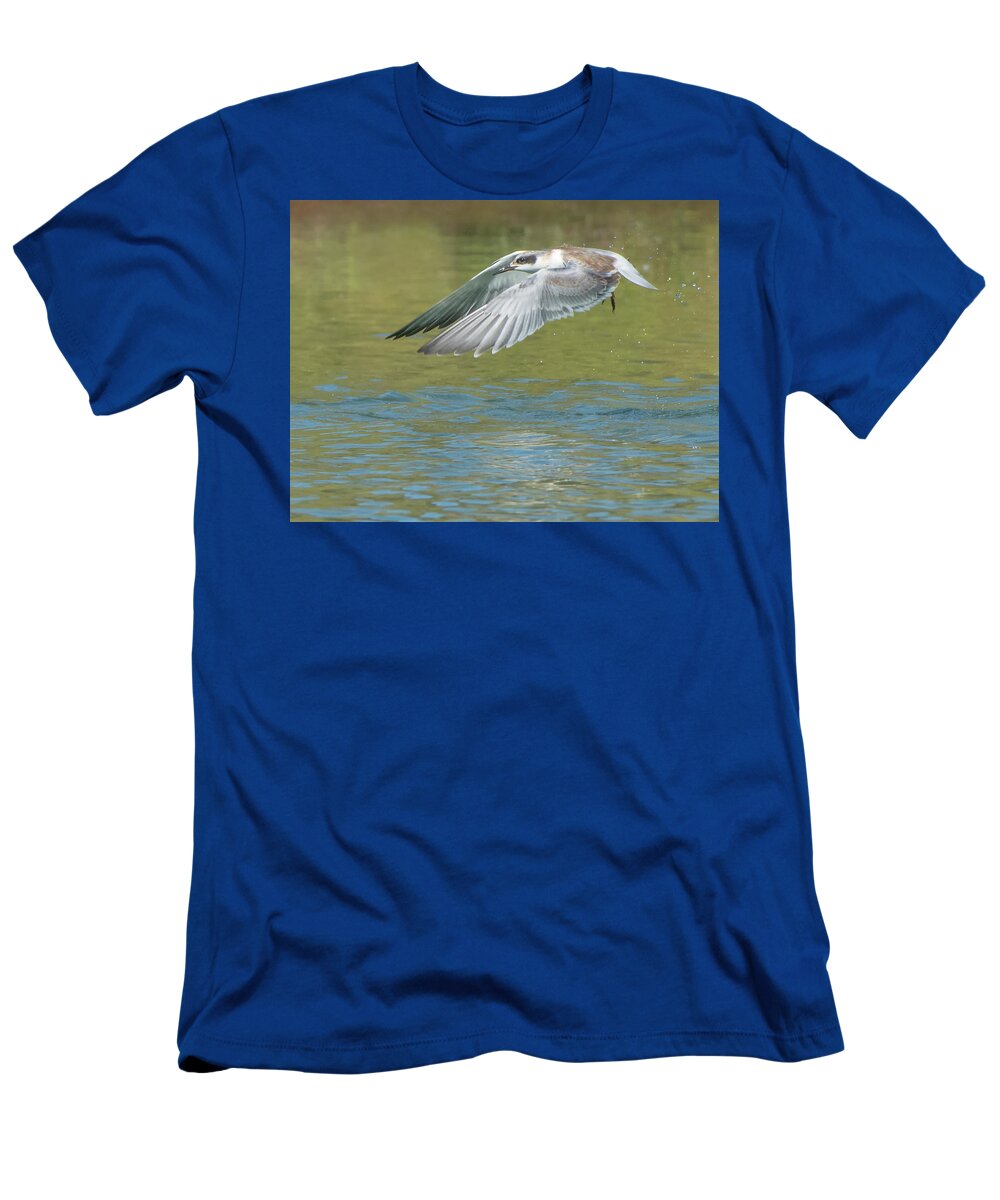 Forster's T-Shirt featuring the photograph Forster's Tern 5747-092217-2cr by Tam Ryan