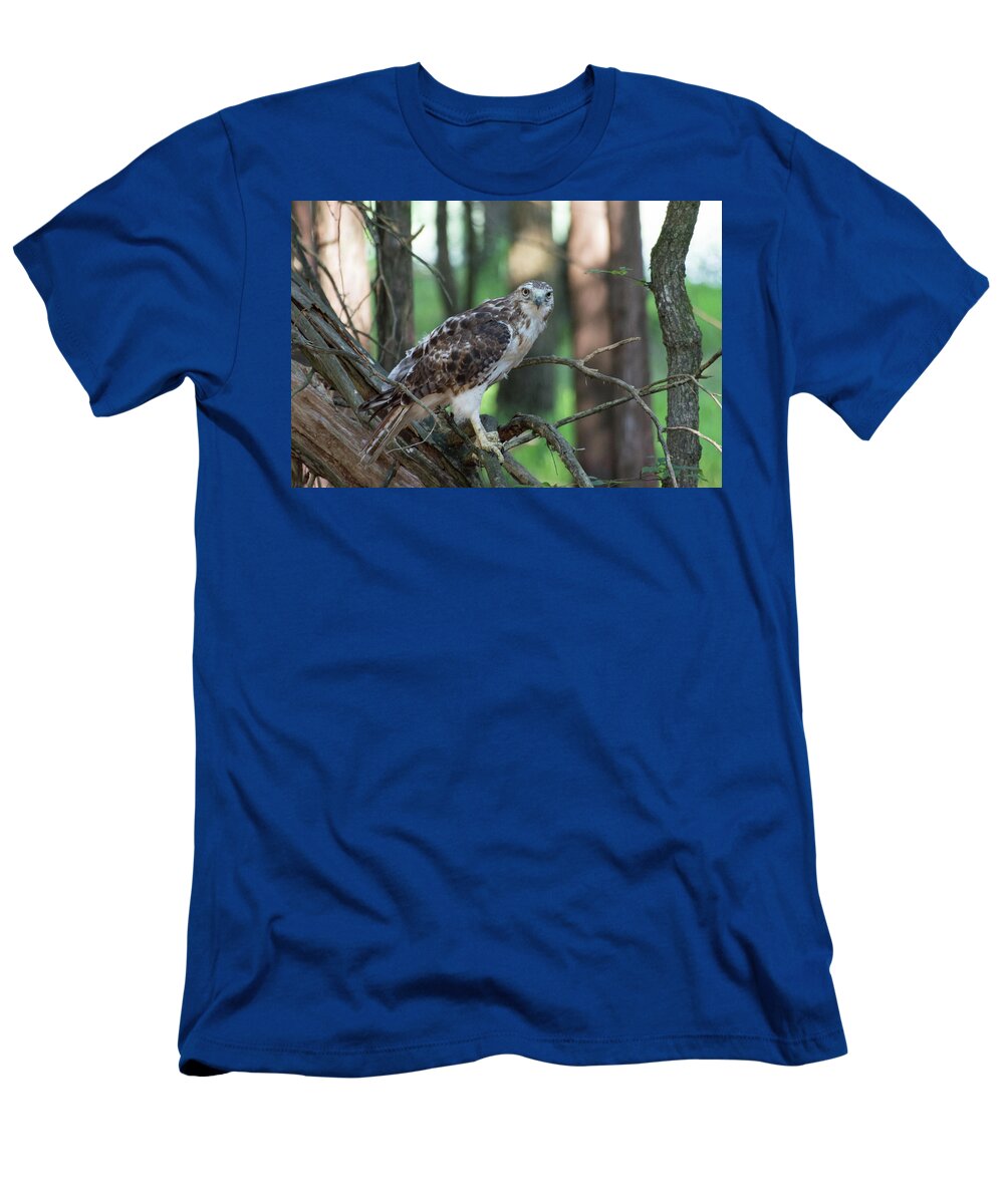 Animal T-Shirt featuring the photograph Hawk Portrait by John Benedict