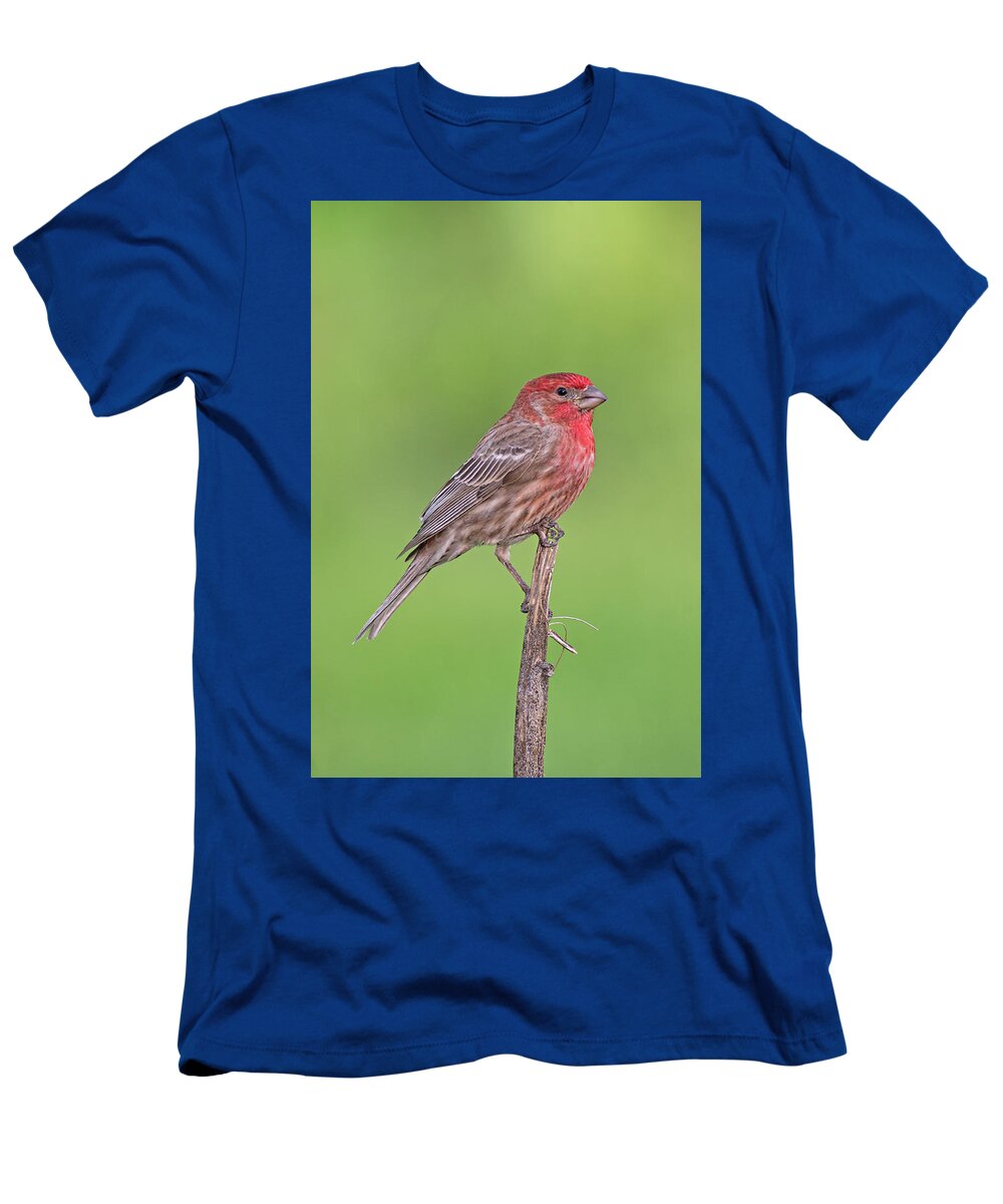 House Finch T-Shirt featuring the photograph House Finch by Jim Zablotny