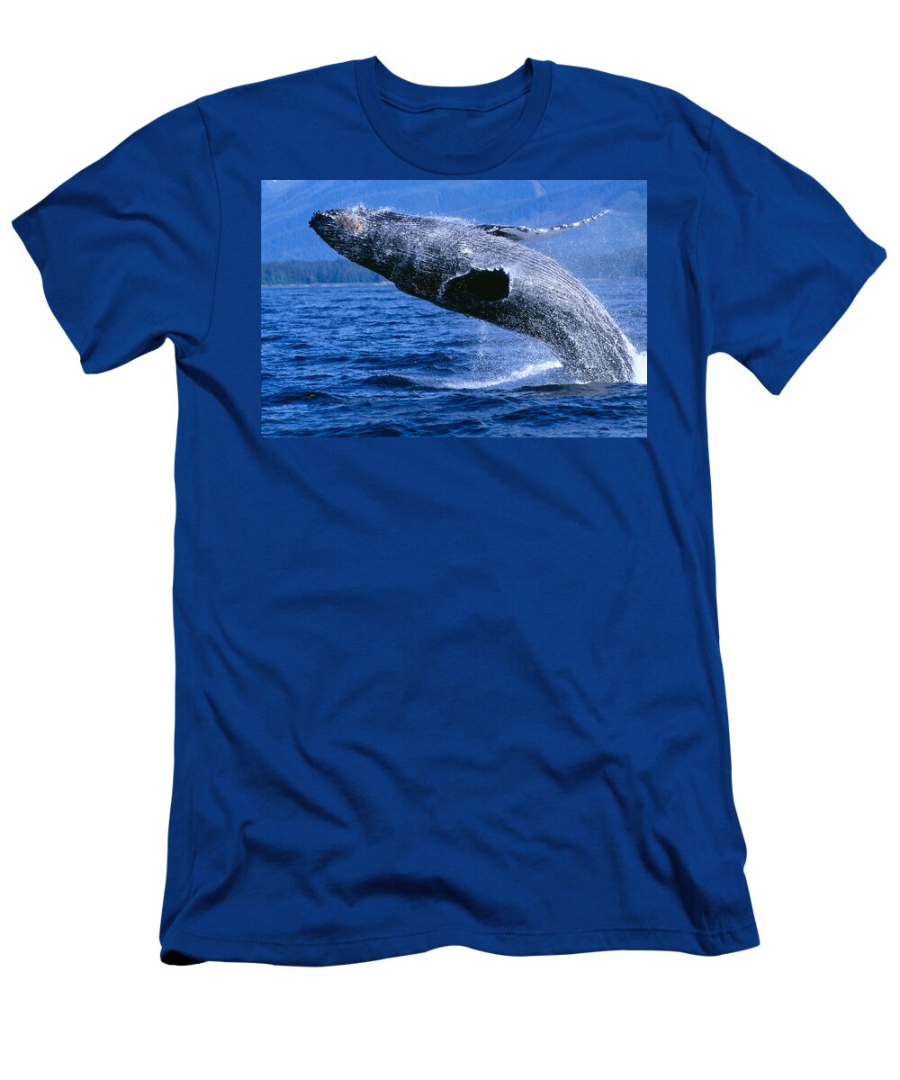 Animal Art T-Shirt featuring the photograph Humpback Full Breach by John Hyde - Printscapes