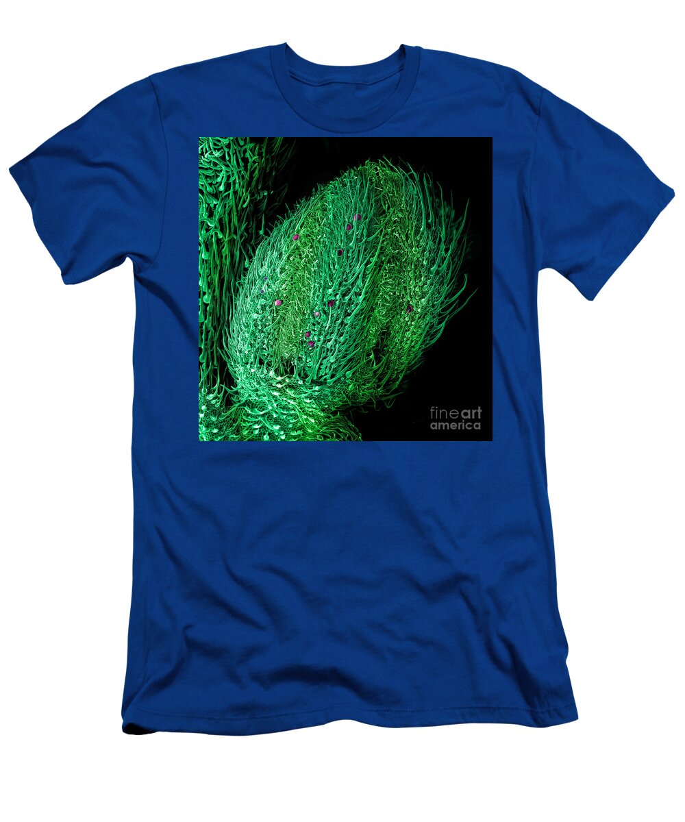 Alternative Medicine T-Shirt featuring the photograph Male Flower Cannabis, SEM by Ted Kinsman